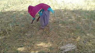 गर्म देसी लड़के ने खेत में काम कर रही उसकी जवान बॉडी को चोदा